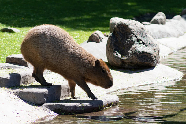 Cute and funny animal capybara or water pig the biggest rodent - Photo, Image