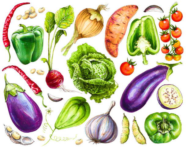 Zestaw świeżych, ręcznie rysowanych warzyw. Akwarela rysunek zdrowej żywności. Obraz papryki, chili i czosnku, bakłażan i kapusta Sabaudzką, pomidory wiśniowe i inne warzywa. - Zdjęcie, obraz