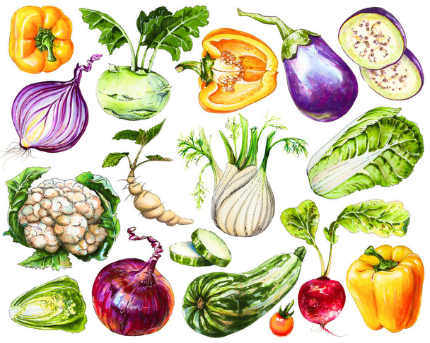 Набір свіжих мальованих овочів. Акварель малює здорову їжу. Зображення болгарського перцю, цибулі, баклажанів і цвітної капусти, пекінської капусти, кольрабі та інших овочів
. - Фото, зображення