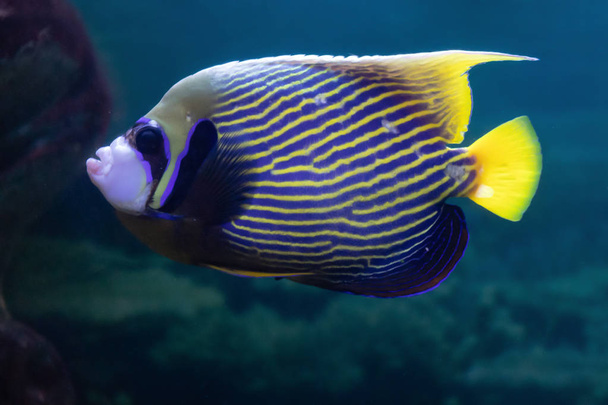 Pomacanthus imperator or Imperial angel exotic beautiful coral fish in the aquarium - Photo, Image