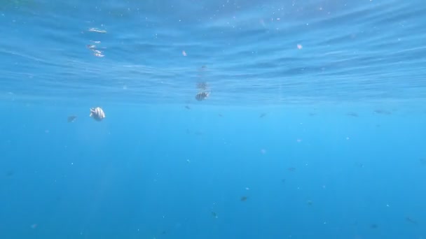 Kızıldeniz'in faunası. Güzel gümüş balık pitoresk mercan resifi boyunca yüzer. Berrak mavi suda balık dinamik video. Şnorkel, aktif dinlenme. - Video, Çekim