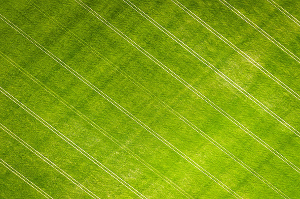 Green wheat field - Фото, зображення