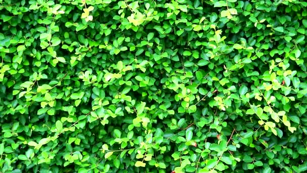 grüne frische Blätter natur fench banyan baum indonesien - Filmmaterial, Video