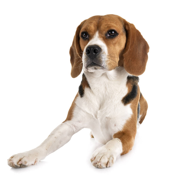 beagle in studio - Foto, Imagem