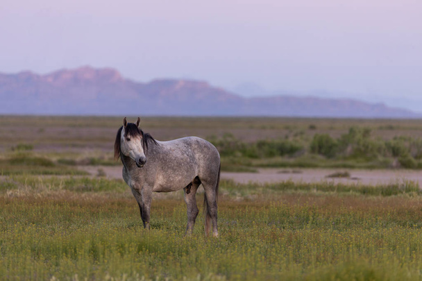 ένα άγριο άλογο επιβήτορα μια Ανατολή της ερήμου Γιούτα - Φωτογραφία, εικόνα