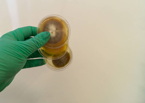 Schimmel, der auf einem Sabouraud-Agar-Medium in einer Petrischale angebaut wird - Foto, Bild