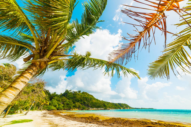 Kokosový palmový strom u moře v Pointe de La fyzikové pláži  - Fotografie, Obrázek