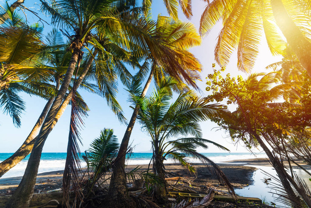 Palmiers au bord de la mer à Grande Anse plage en Guadeloupe aux soleils
 - Photo, image