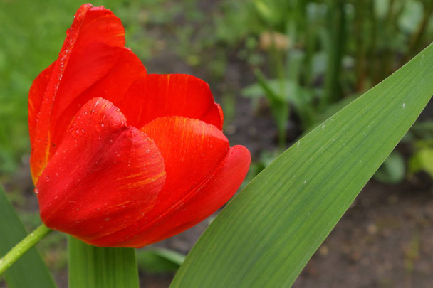  tulipanes. - Foto, Imagen