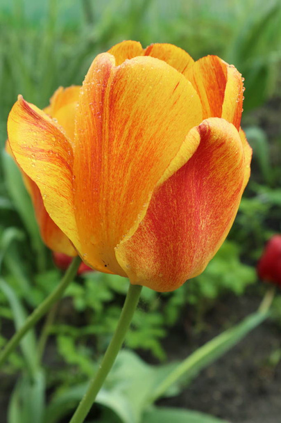  tulipas. - Foto, Imagem