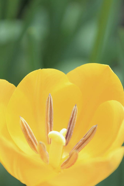  tulipes.  - Photo, image