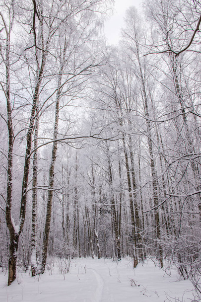 Winter landscape with snowy birch grove, picturesque nature - Fotografie, Obrázek