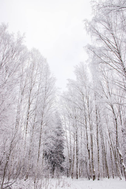 Winterlandschaft mit schneebedecktem Birkenhain, malerische Natur - Foto, Bild