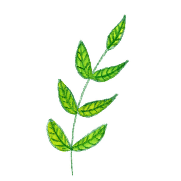 yellow green branch herb leaves drawing graphic art - Photo, Image