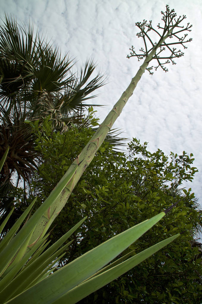 széles szög agave virág szár ellen ég és fák - Fotó, kép