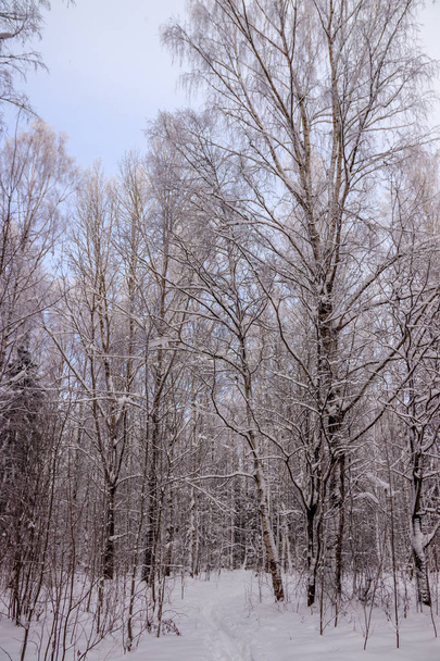 Winter landscape with snowy birch grove, picturesque nature - Фото, зображення