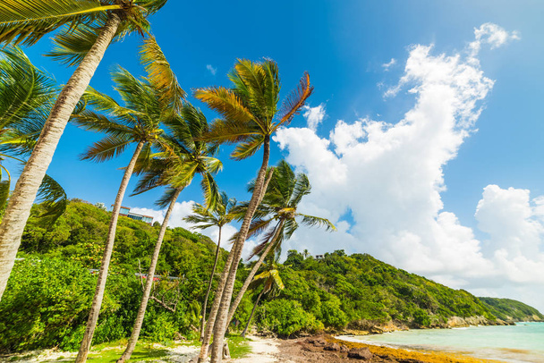 Palms by the Sea Pointe de la Saline in Guadeloupe - Foto, afbeelding