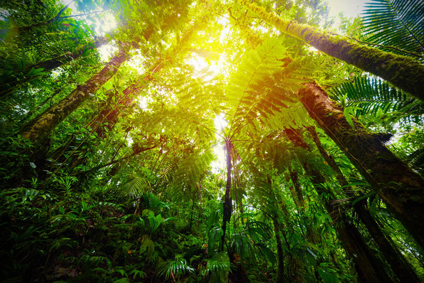 Zon schijnt over Basse Terre jungle bomen in Guadeloupe - Foto, afbeelding