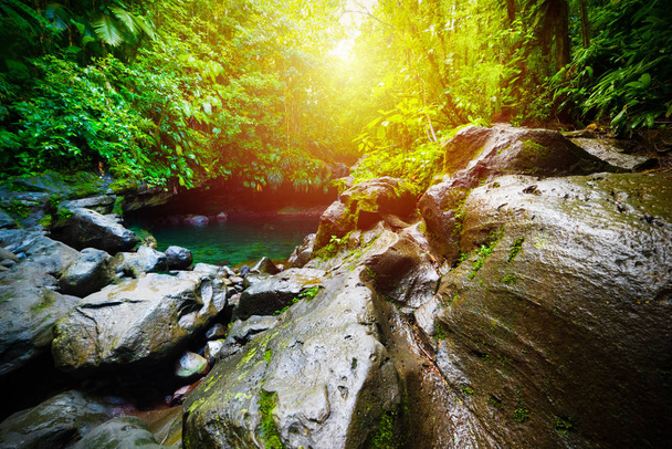 БАВ рай басейн в бас-Терре джунглі - Фото, зображення