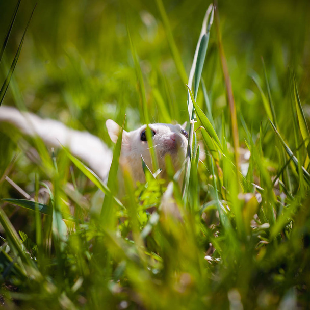 Planeur à sucre blanc, Petaurus breviceps, sur herbe
 - Photo, image