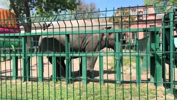 Dospělý slon sní zelenou trávu v divočině za slunečného dne - Záběry, video