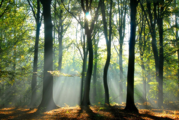 Stralen van licht stromen door de bomen - Foto, afbeelding