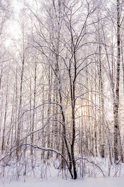 Зимовий пейзаж зі засніженим березовим гаєм, мальовнича природа
 - Фото, зображення