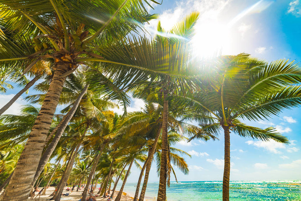 グアドループのボワ・ジョランビーチに輝く太陽 - 写真・画像