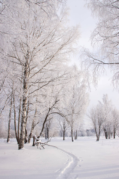 Winter landscape with snowy birch grove, picturesque nature - Zdjęcie, obraz