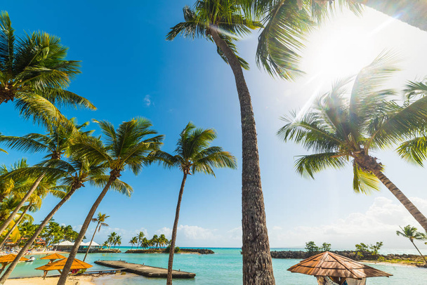 Palmiers au Bas du Fort plage en Guadeloupe
 - Photo, image
