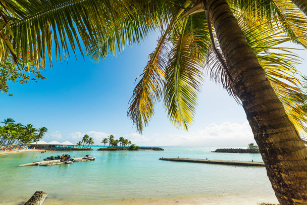Gros plan d'un palmier dans le Bas du Fort plage en Guadeloupe
 - Photo, image