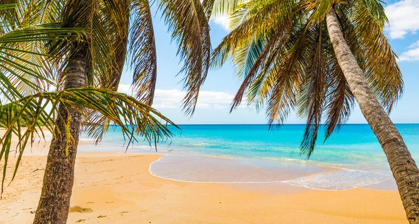 Φοίνικες στην παραλία La Perle στη Γουαδελούπη - Φωτογραφία, εικόνα