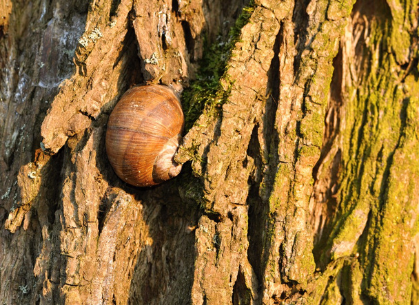 Escargot endormi sur écorce d'arbre
 - Photo, image