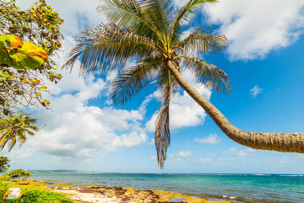 Palmeira sobre o mar na praia Autre Bord
  - Foto, Imagem