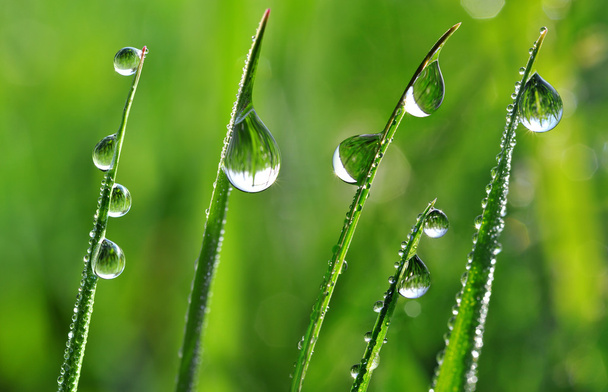 Dew drops - Photo, Image