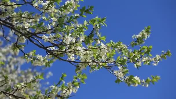 blühende weiße Kirschblüten gegen den blauen Himmel - Filmmaterial, Video