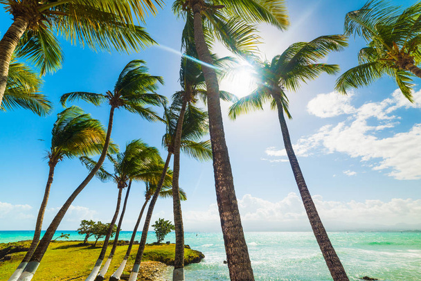 Água azul-turquesa e palmeiras em Bas du Fort beach
 - Foto, Imagem