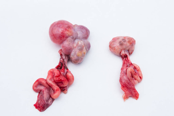 emakon munasarjat, oikealla puolella normaali munasarja ja vasemmalla puolella kystat sisältävä munasarja
. - Valokuva, kuva