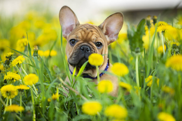 filhote de cachorro buldogue francês jogando na grama
 - Foto, Imagem