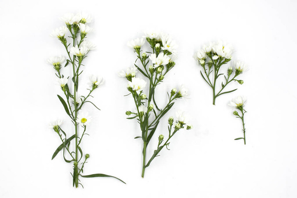 белый цветок на белом фоне
 - Фото, изображение