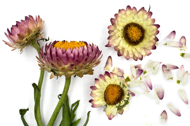 美しい花を咲かせるヘリクリサム・ブラクタリウム - 写真・画像