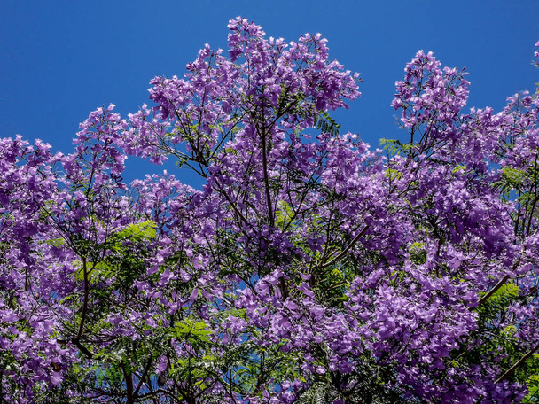 Wspaniałe kwitnące drzewo Jacaranda na Teneryfie - Zdjęcie, obraz
