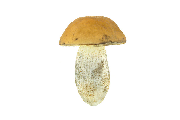 mushroom - Foto, Imagem