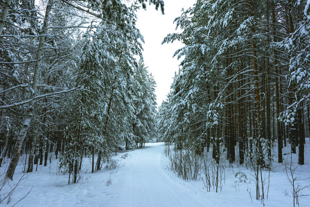 winterbos in de sneeuw - Foto, afbeelding