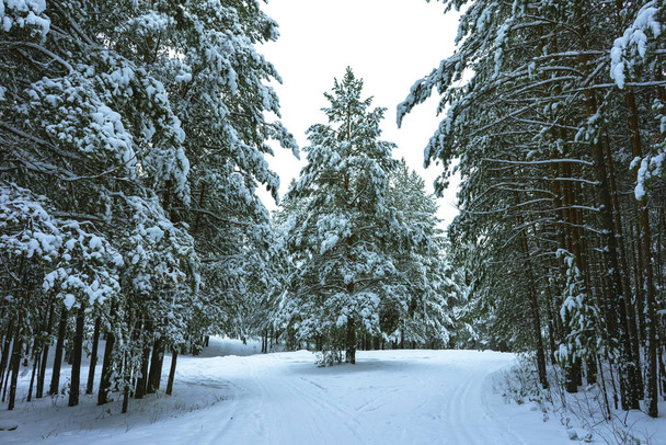 Karda kış ormanı - Fotoğraf, Görsel