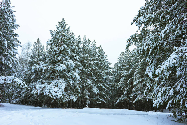 Winter Forest in Snow - Valokuva, kuva