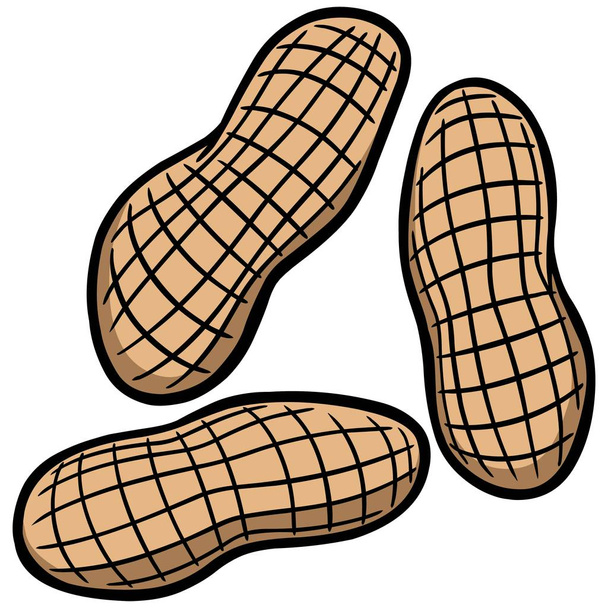 Erdnüsse - eine Cartoon-Illustration einer Erdnuss. - Vektor, Bild