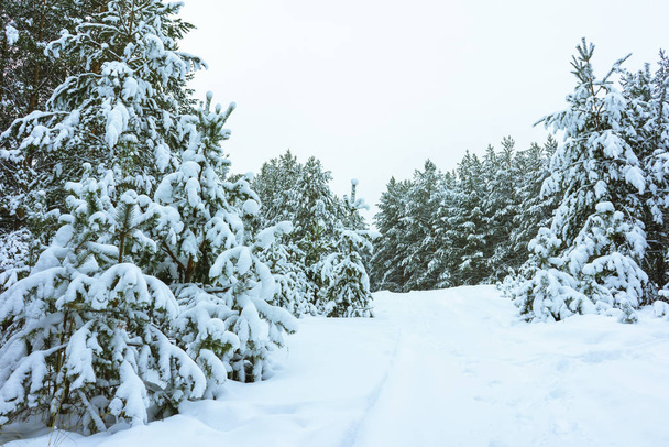 Winter Forest in Snow - Foto, immagini