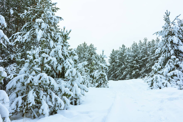 Winter Forest in Snow - Valokuva, kuva