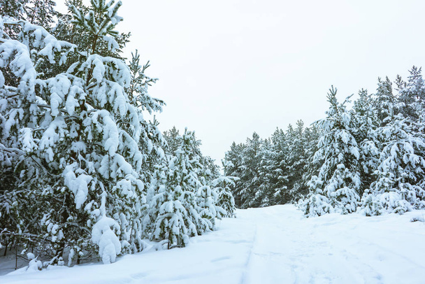 Winter Forest in Snow - Foto, Imagen